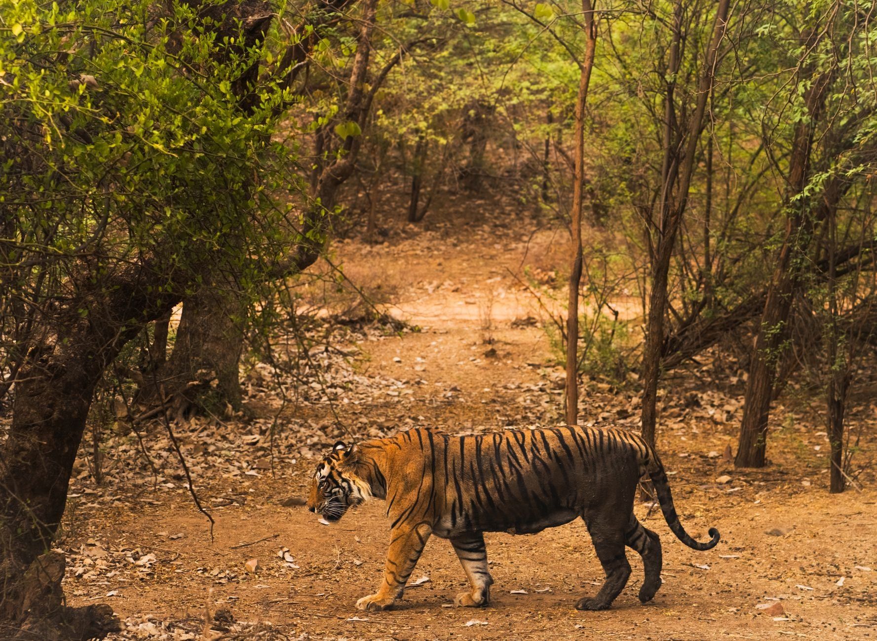 Ein Bengal-Tiger läuft durch eine Lichtung in Ranthambore-Nationalpark.