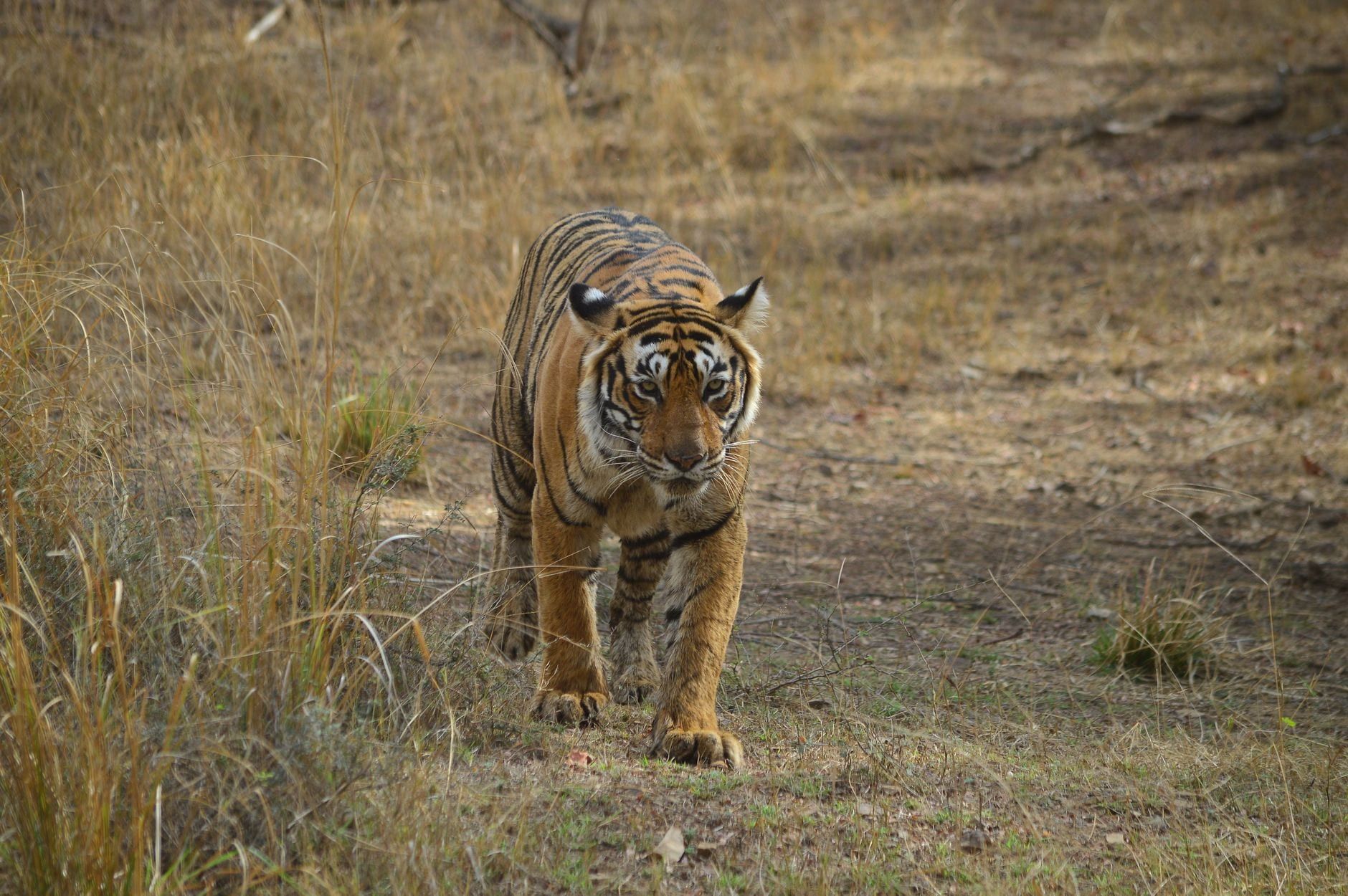 Ein Bengal-Tiger geht über trockenes Gras und Erde Richtung Kamera im Ranthambore-Nationalpark.