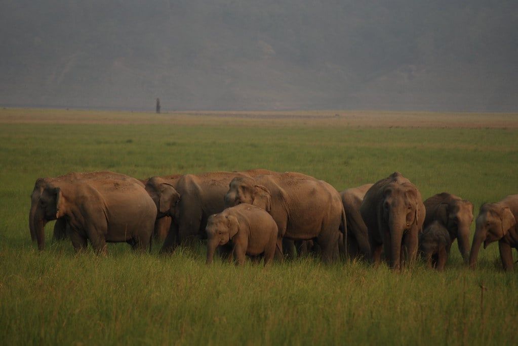 Una manada de elefantes asiáticos salvajes en un vasto campo verde del Parque Nacional Jim Corbett.