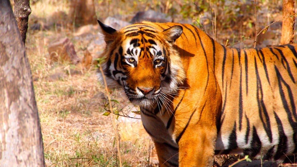Ein Bengaltiger hält zwischen Bäumen im Trockenwald des Ranthambore-Nationalpark inne.