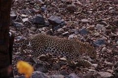 An Indian leopard prowls across rocky terrain in Ranthambore National Park.