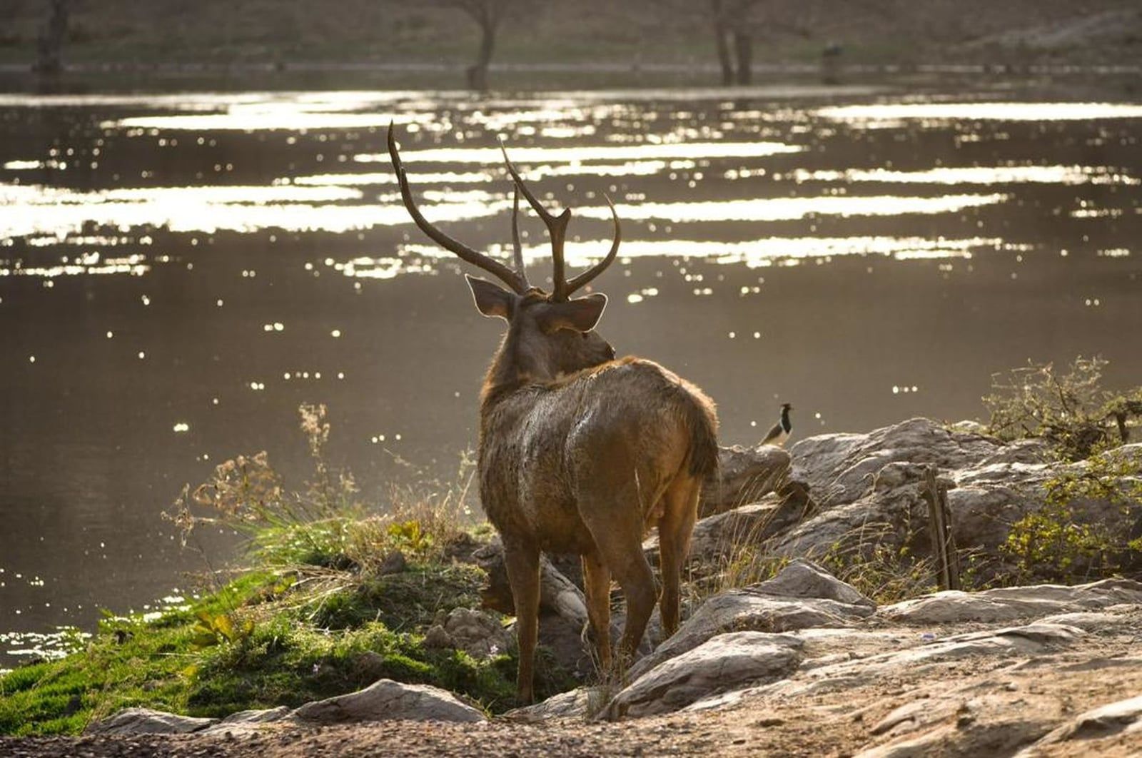 A sambar stag stands on a rocky lake shore with sunlight reflecting on the water in Ranthambore National Park.