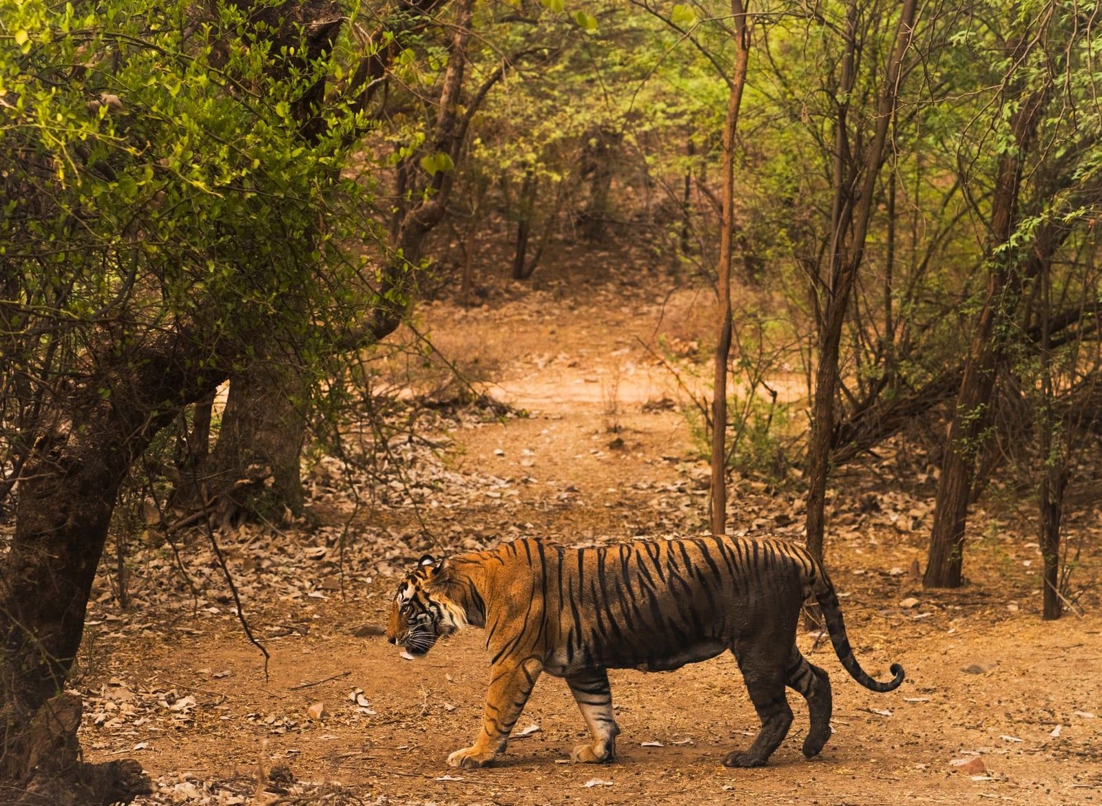 A Bengal tiger walks along a forest path among trees and dry leaf litter in Ranthambore National Park.