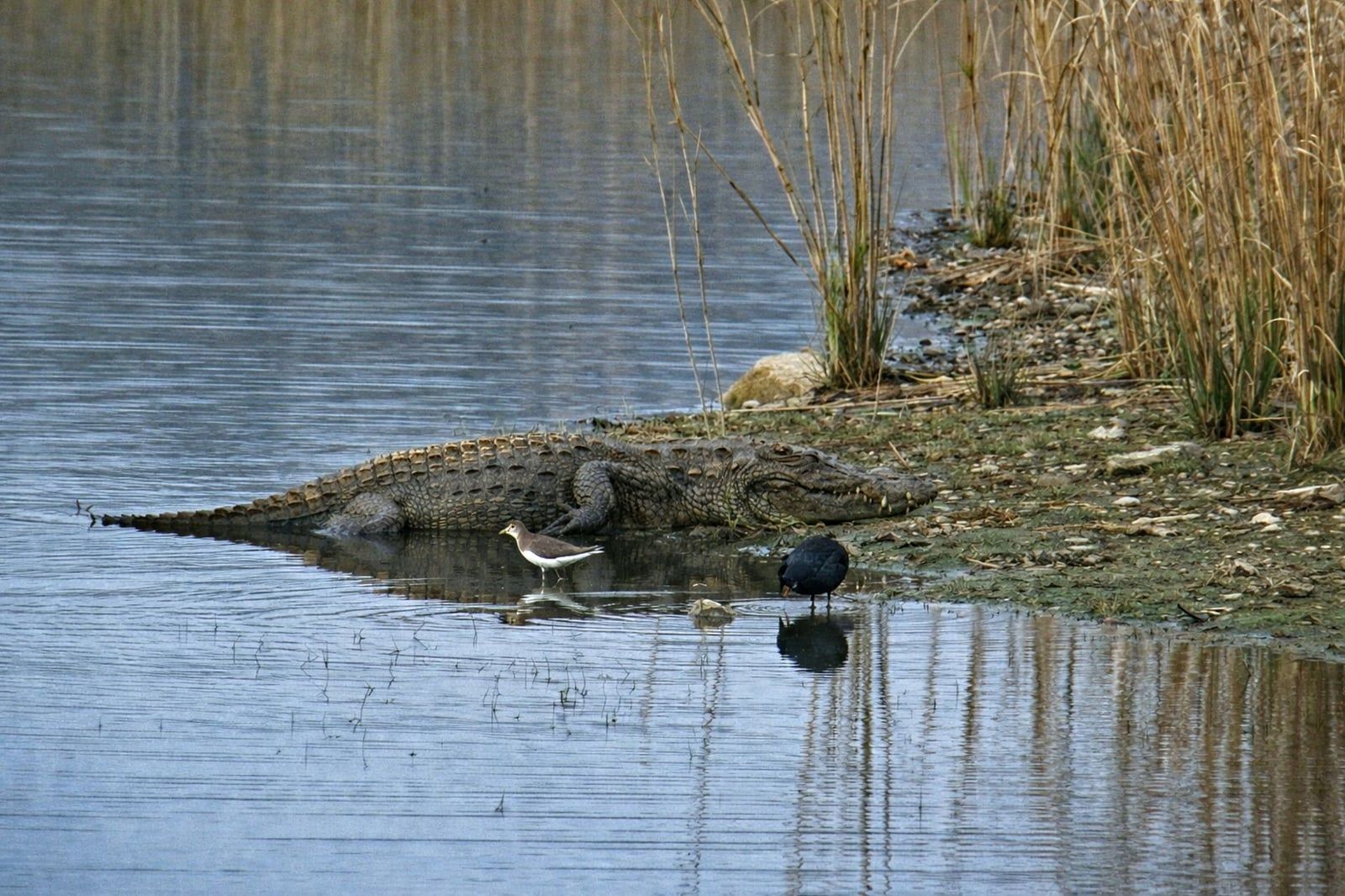 A mugger crocodile rests along the grassy water's edge beside foraging waterbirds in Ranthambore National Park.