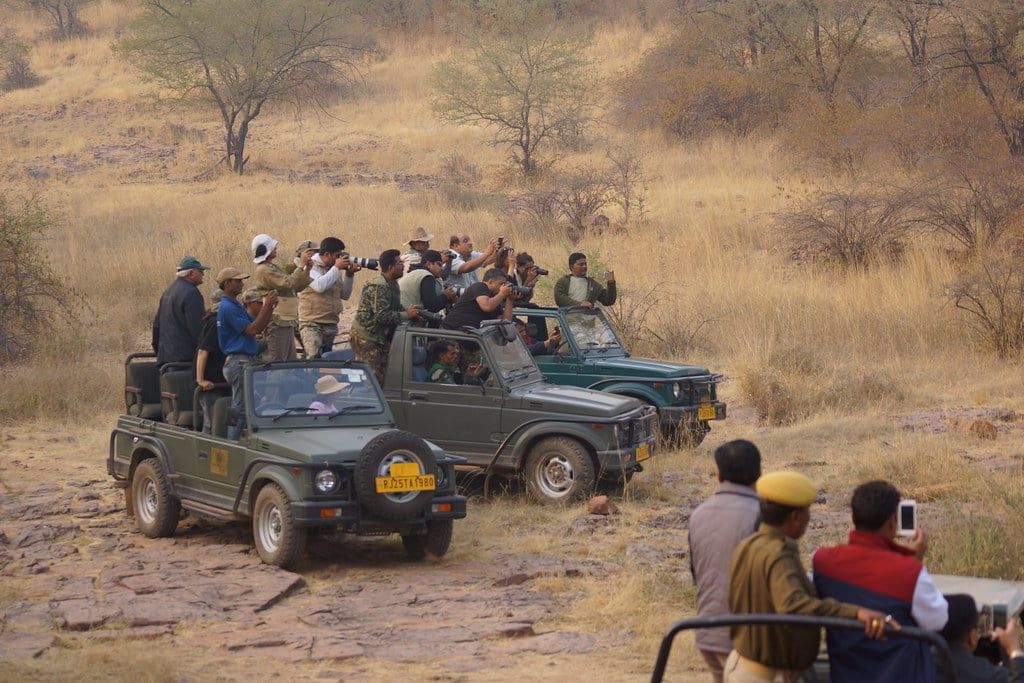 Turistas en jeeps de safari abiertos observan fauna silvestre junto a un camino rocoso en el Parque Nacional Ranthambore.