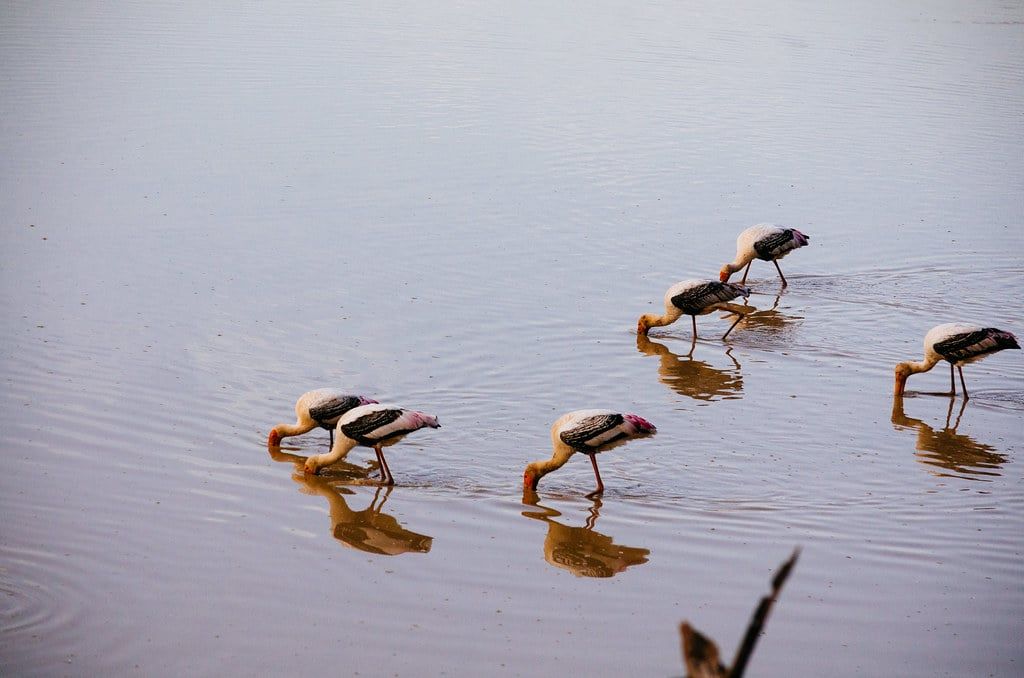 Un grupo de cigüeñas pintadas camina y se alimenta en las aguas poco profundas de un lago en el Parque Nacional Ranthambore.