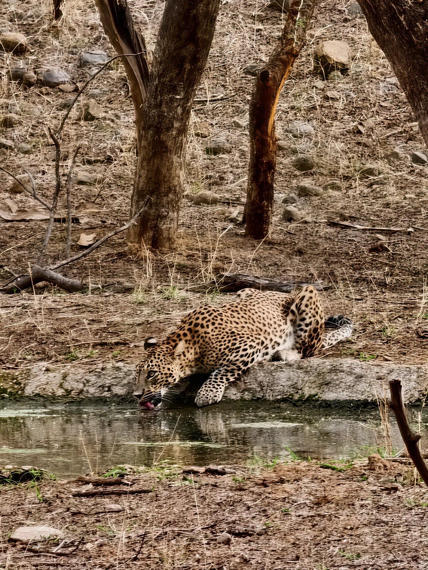 Ansicht von Ranthambore-Nationalpark