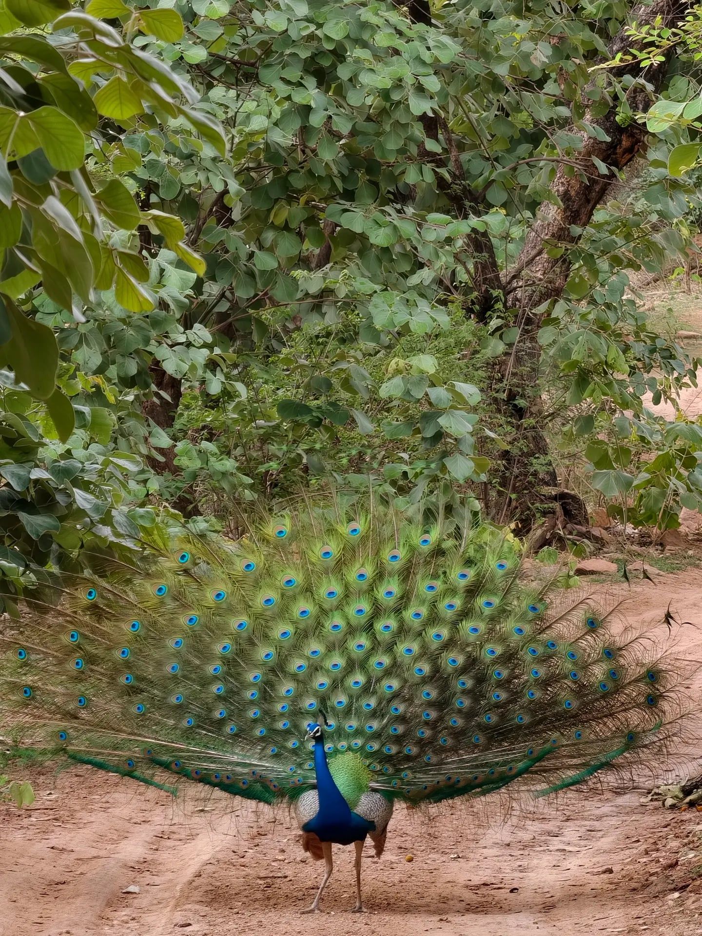 Ansicht von Ranthambore-Nationalpark