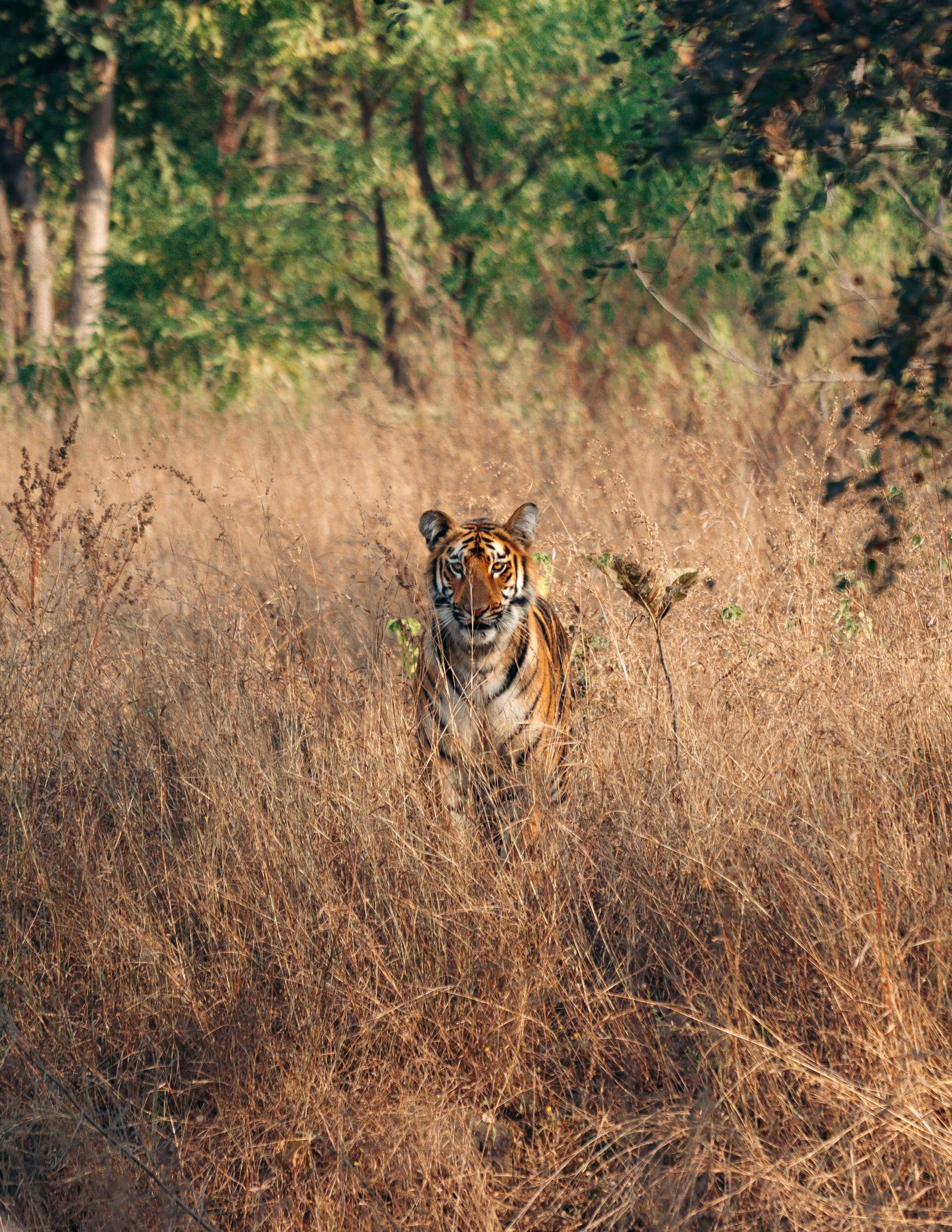 Ansicht von Ranthambore-Nationalpark